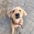 ÇOK UYSAL TERRIER KIRKLARELİ fotoğraf
