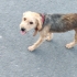 ÇOK UYSAL TERRIER KIRKLARELİ fotoğraf