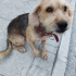 ÇOK UYSAL TERRIER KIRKLARELİ fotoğraf