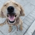 ÇOK UYSAL TERRIER KIRKLARELİ fotoğraf