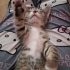 Yavrularımıza yuva arıyoruz🐾 fotoğraf