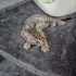 Minik, ömürlük yuvasını arıyor. fotoğraf