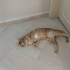 Şeker kedi için yuva aranıyor fotoğraf