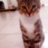 İncir Balı Tekirin Hası:) (Kısır Erkek 10 aylik)) fotoğraf