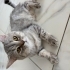 Acil yuva arayan minik beyefendi🐾 fotoğraf