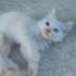 Yavru kedilerimiz icin kalıcı yuva arıyoruz fotoğraf