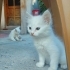 Yavru kedilerimiz icin kalıcı yuva arıyoruz fotoğraf