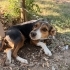 ELA GÖZLÜ BENJİ’YE ACİL ÖMÜRLÜK YUVA fotoğraf