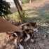 ELA GÖZLÜ BENJİ’YE ACİL ÖMÜRLÜK YUVA fotoğraf