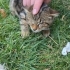 Cana yakın sevecen 2 gözünde kör yavru kedi. fotoğraf