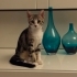4,5 Aylık Lily’ye Ömürlük Yuva Arıyoruz 🐾 fotoğraf