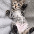 🐾 5 Haftalık Minik Bulut Yuva Arıyor fotoğraf