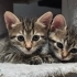 🐾 5 Haftalık Minik Bulut Yuva Arıyor fotoğraf