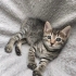 🐾 5 Haftalık Minik Bulut Yuva Arıyor fotoğraf