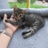 🐾 5 Haftalık Minik Bulut Yuva Arıyor fotoğraf