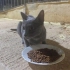 Gri Kedi (British sanırım) fotoğraf