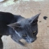 Gri Kedi (British sanırım) fotoğraf