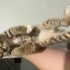 Tek çoraplı yalnız kedi fotoğraf