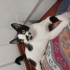 KUCAK BEBEĞİ SEVGİ PITIRCIĞI NEFES ÖMÜRLÜK YUVASINI ARIYOR 🐾 fotoğraf