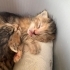 Annesiz 5 yavru tekir kedi fotoğraf