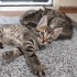 🦁 5 Haftalık Küçük ASLAN Yuva Arıyor! 🐾 fotoğraf