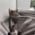🦁 5 Haftalık Küçük ASLAN Yuva Arıyor! 🐾 fotoğraf