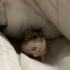 Tatlı hamsterim için ömürlük yuva arıyorum fotoğraf