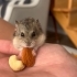 Tatlı hamsterim için ömürlük yuva arıyorum fotoğraf