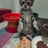 🌸 MİÇO Kış Gelmeden Sıcak Yuvasını Arıyor 🐾 fotoğraf
