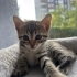 🌸 MİÇO Kış Gelmeden Sıcak Yuvasını Arıyor 🐾 fotoğraf