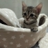 🌸 MİÇO Kış Gelmeden Sıcak Yuvasını Arıyor 🐾 fotoğraf