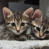 🌸 MİÇO Kış Gelmeden Sıcak Yuvasını Arıyor 🐾 fotoğraf