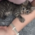 🌰 FİNDUK (5 Haftalık) Yuva Arıyor 🐾 fotoğraf