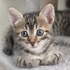 🌰 FİNDUK (5 Haftalık) Yuva Arıyor 🐾 fotoğraf
