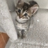 🌰 FİNDUK (5 Haftalık) Yuva Arıyor 🐾 fotoğraf