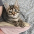 🌰 FİNDUK (5 Haftalık) Yuva Arıyor 🐾 fotoğraf