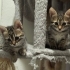 🌰 FİNDUK (5 Haftalık) Yuva Arıyor 🐾 fotoğraf