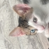 Yuva arayan yavru fotoğraf