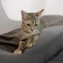 İZMİR TİGER TABY YAVRUMUZ ÇOK SICAKKANLI, ÖMÜRLÜK MELEĞİNİ ARIYORUZ fotoğraf
