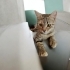 İZMİR TİGER TABY YAVRUMUZ ÇOK SICAKKANLI, ÖMÜRLÜK MELEĞİNİ ARIYORUZ fotoğraf