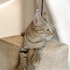 İZMİR TİGER TABY YAVRUMUZ ÇOK SICAKKANLI, ÖMÜRLÜK MELEĞİNİ ARIYORUZ fotoğraf
