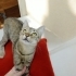 İZMİR TİGER TABY YAVRUMUZ ÇOK SICAKKANLI, ÖMÜRLÜK MELEĞİNİ ARIYORUZ fotoğraf