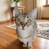 İZMİR TİGER TABY YAVRUMUZ ÇOK SICAKKANLI, ÖMÜRLÜK MELEĞİNİ ARIYORUZ fotoğraf