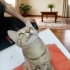 İZMİR TİGER TABY YAVRUMUZ ÇOK SICAKKANLI, ÖMÜRLÜK MELEĞİNİ ARIYORUZ fotoğraf