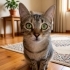 İZMİR TİGER TABY YAVRUMUZ ÇOK SICAKKANLI, ÖMÜRLÜK MELEĞİNİ ARIYORUZ fotoğraf