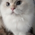 British Longhair dişi 8 aylık fotoğraf