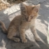 MERT ÖMÜRLÜK YUVASINI ARIYOR fotoğraf