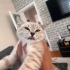 2 kardeş silver point  3 aylık yuva arıyoruz fotoğraf