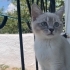 2 kardeş silver point  3 aylık yuva arıyoruz fotoğraf