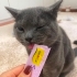 BRİTİSH ERKEK ÖMÜRLÜK YUVA ARANIYOR fotoğraf